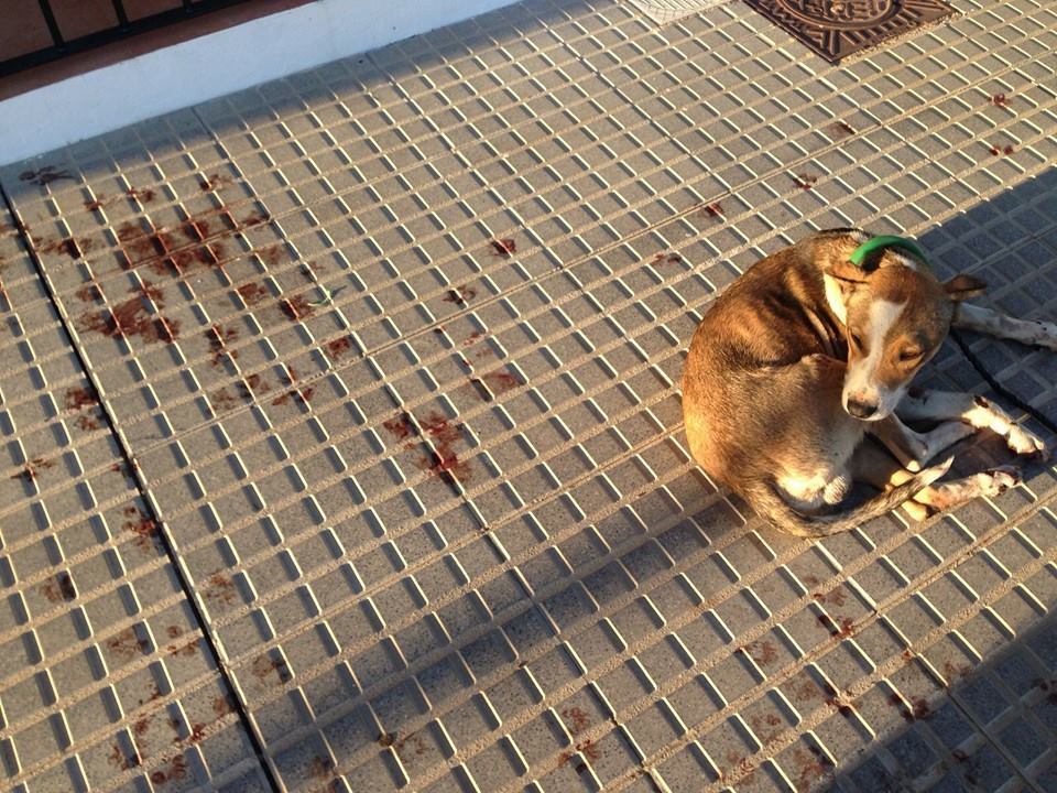 Manchas de sangre del perro arrastrado
