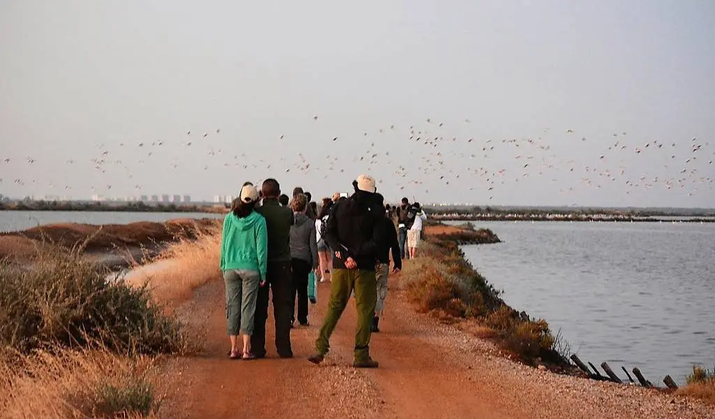 Los flamencos adultos salen volando
