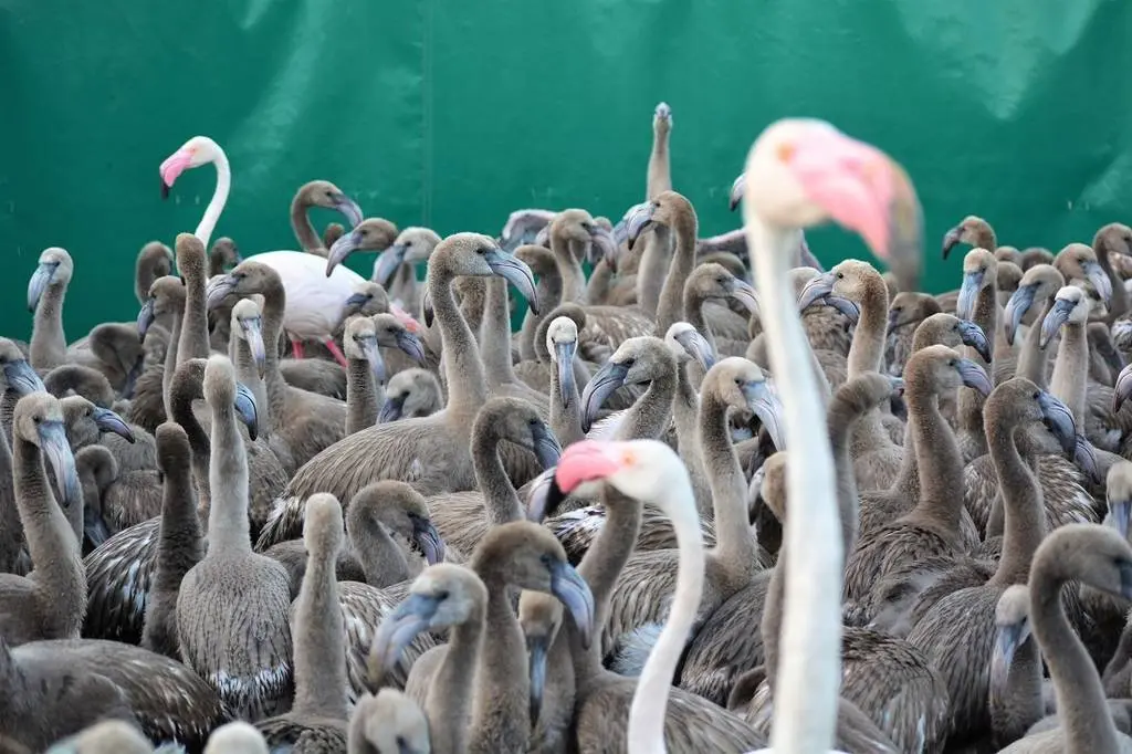 Algunos adultos se quedan con los pollos