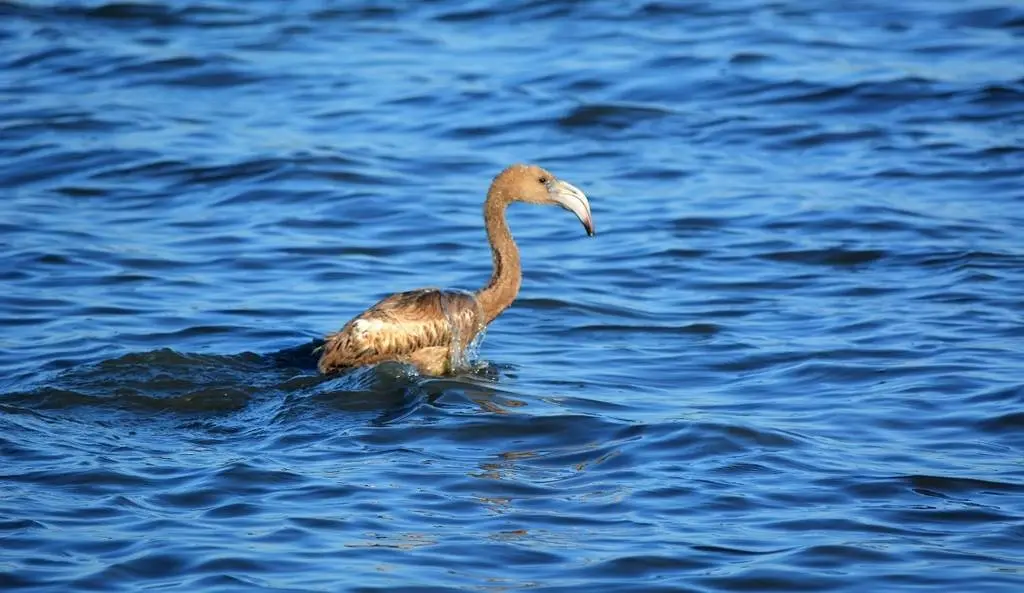 Algunos pollos ya son de gran porte