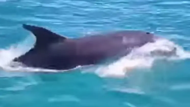 Captura del v&iacute;deo del Ayuntamiento de Punta Umbr&iacute;a