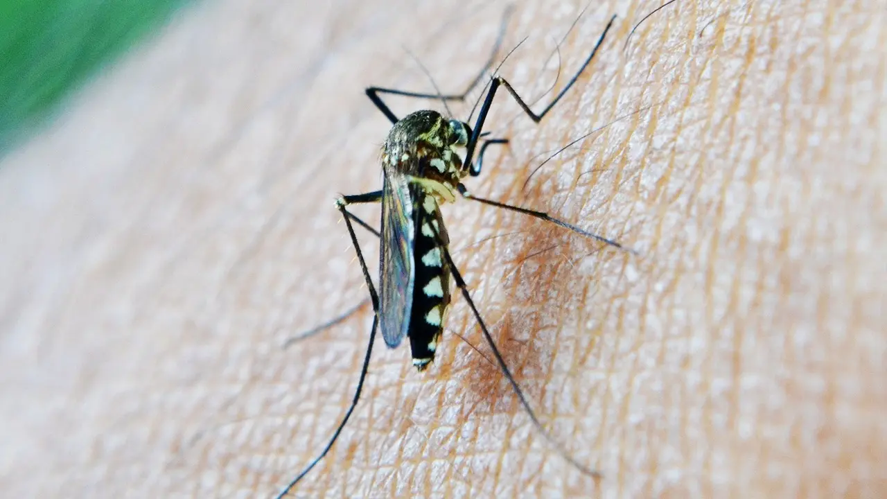 Mosquito
