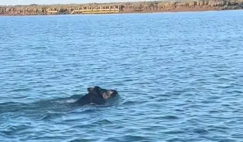 Animal salvaje nadando en las Marismas del Odiel. Foto: Pesca Huelva