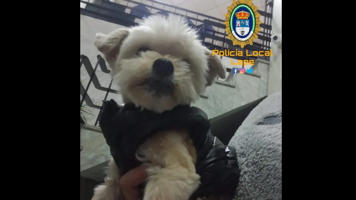 Buscan a la familia de esta perrita en Lepe. Foto: Polic&iacute;a Local de Lepe