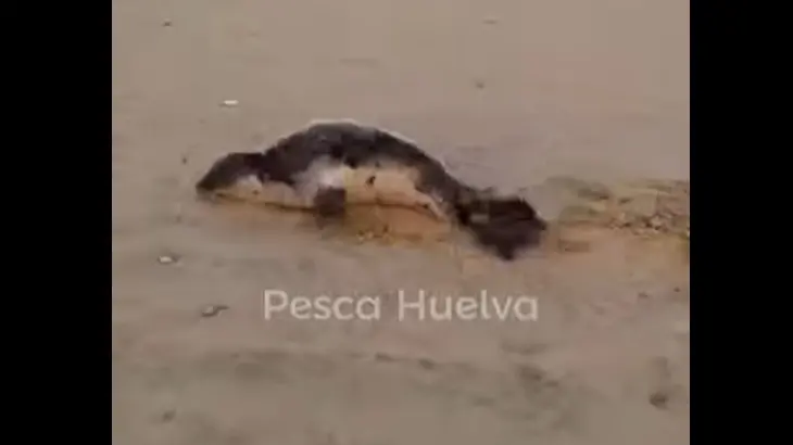 El ejemplar de foca gris en la playa de Matalasca&ntilde;as. Foto: Pesca Huelva