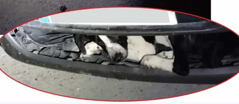 As&iacute; qued&oacute; el perro en el paragolpes tras ser atropellado