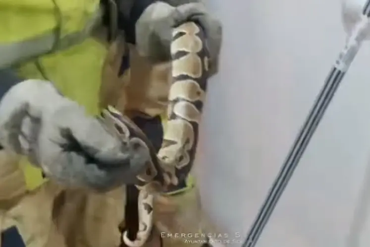 Encuentra una serpiente en su cama
