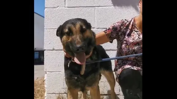 Captura del v&iacute;deo de Puntanimals