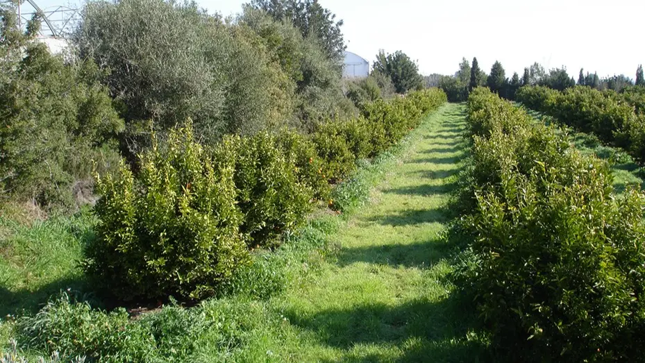Extensi&oacute;n de cultivos ecol&oacute;gicos. Fuente: Junta de Andaluc&iacute;a.