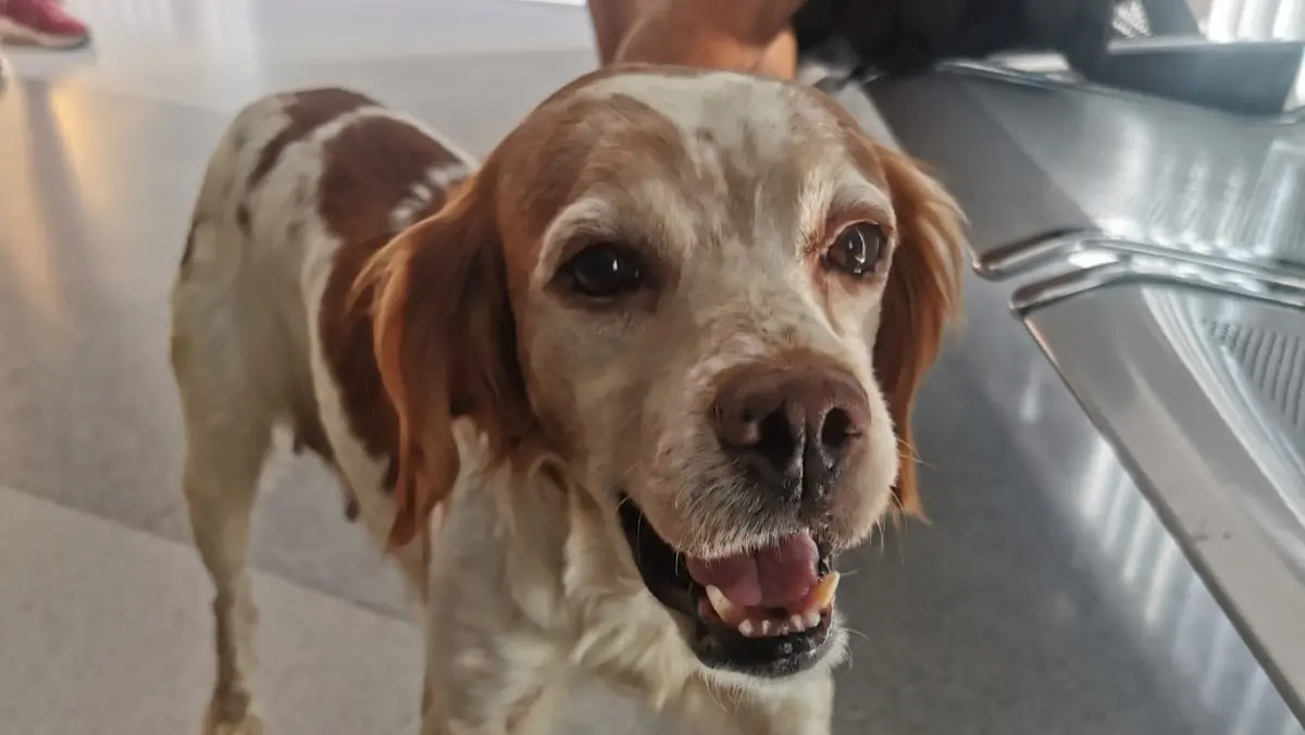 Perra encontrada en la zona de El Rinc&oacute;n, t&eacute;rmino de Punta Umbr&iacute;a