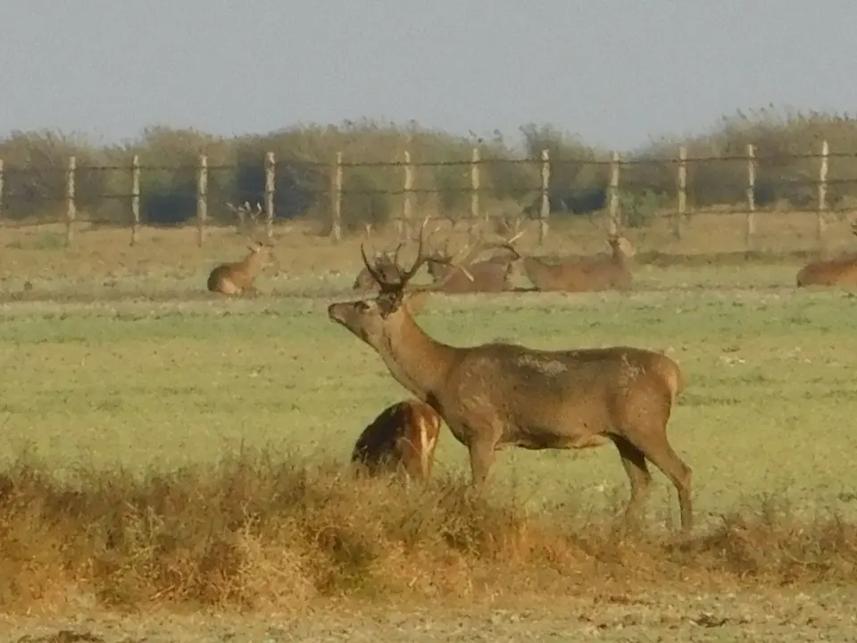 Ciervos en Do&ntilde;ana