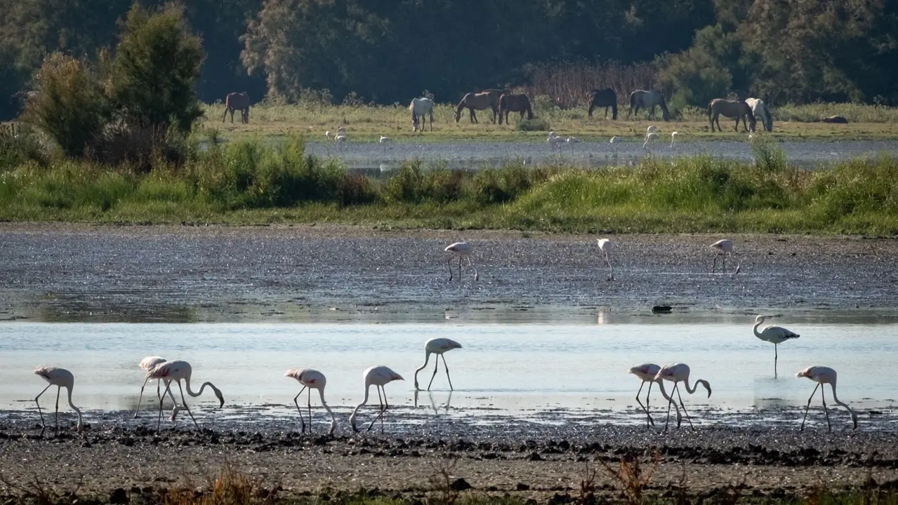 Flamencos y caballos conviven en las marismas.