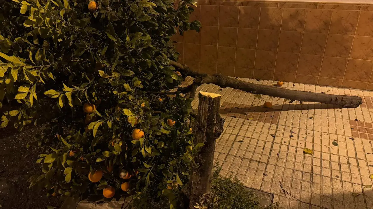 Naranjo cortado con una sierra en Almonte | Polic&iacute;a Local de Almonte