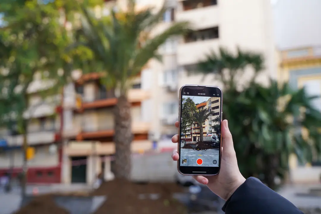 Nueva palmera de la plaza Quintero B&aacute;ez | Ayuntamiento de Huelva