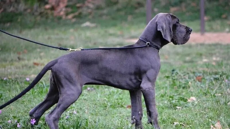 Dogo alem&aacute;n de 5 meses | Casalbero