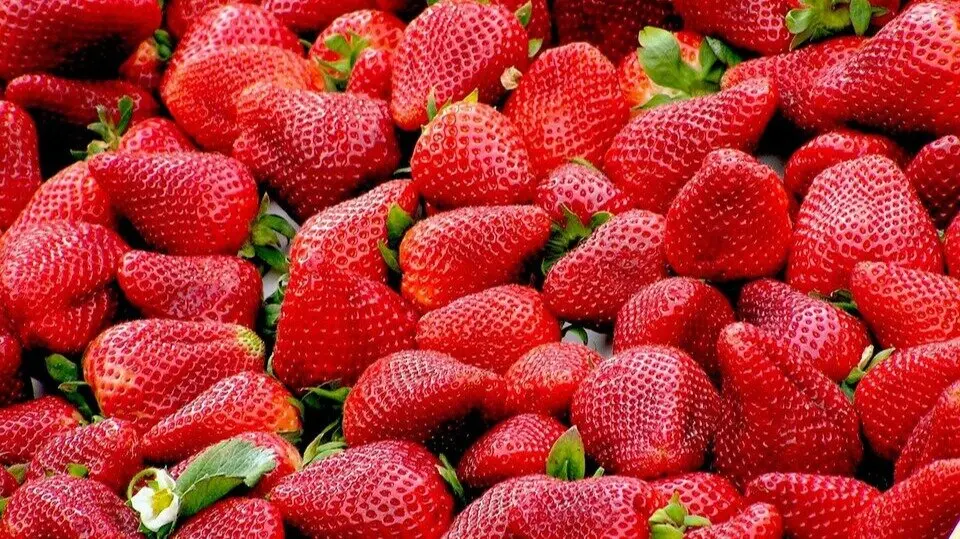 Fresas. Imagen de archivo