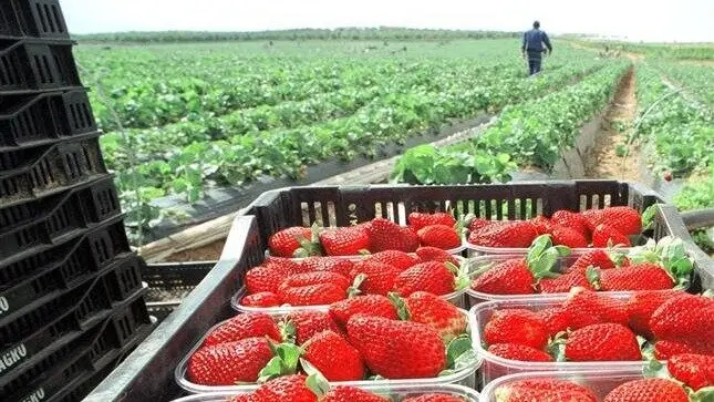 Fresas | EFE