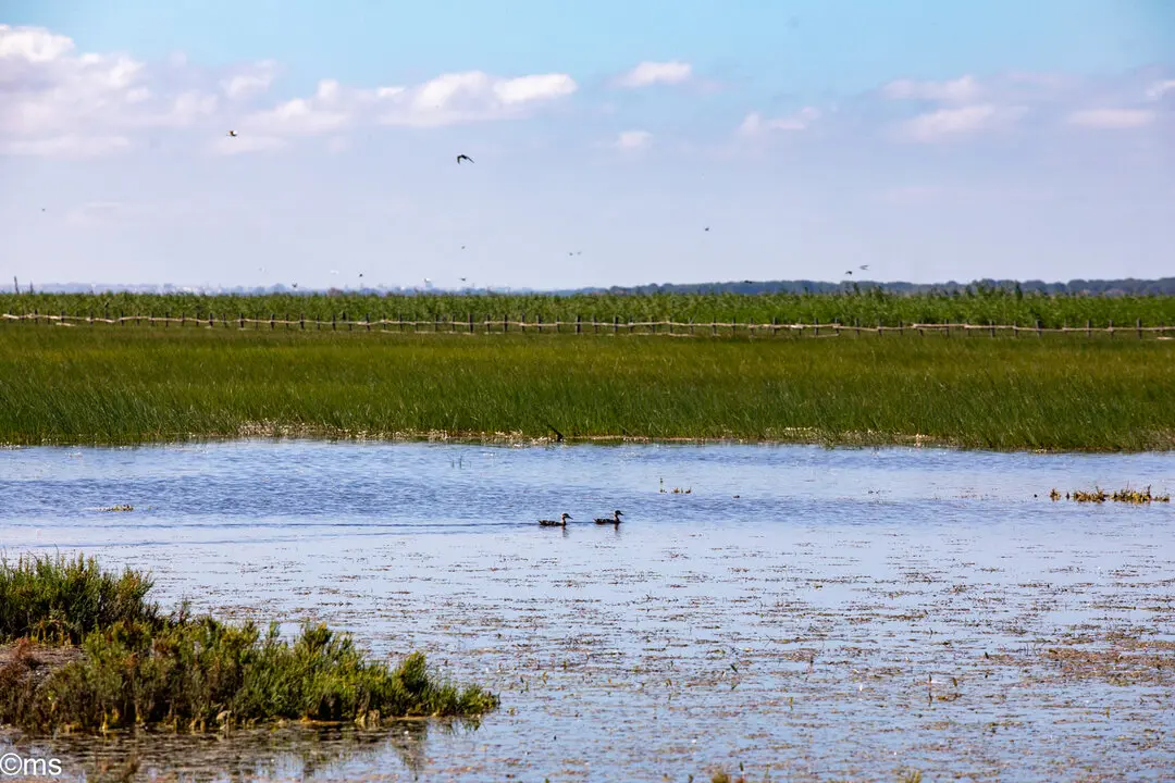 Fuente: Espacio Natural de Do&ntilde;ana
