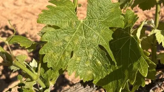 Hoja de vid afectada mildium