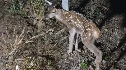 Cervatillo hu&eacute;rfano. Fuente: Ecologistas en Acci&oacute;n Huelva