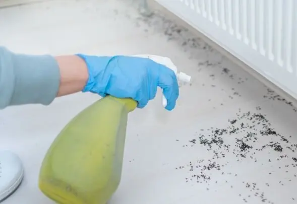 Woman Spraying Insecticide With Sprayer At Home