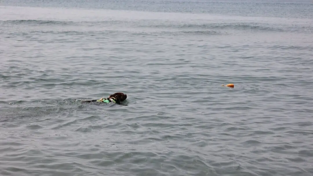 Perro socorrista en M&aacute;laga. Fuente: Grupo Provita