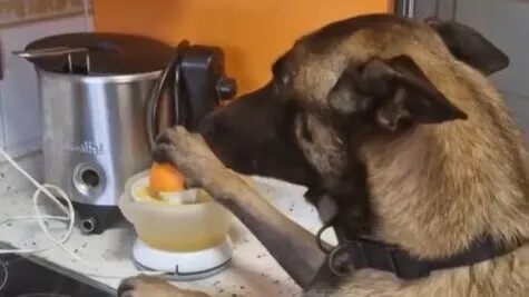 Simba haciendo un zumo de naranja. Fuente: Tiktok de juanmanuelrf