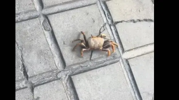 Cangrejo en pleno centro de Huelva. Fuente: Tiktok de enriquitofelipe