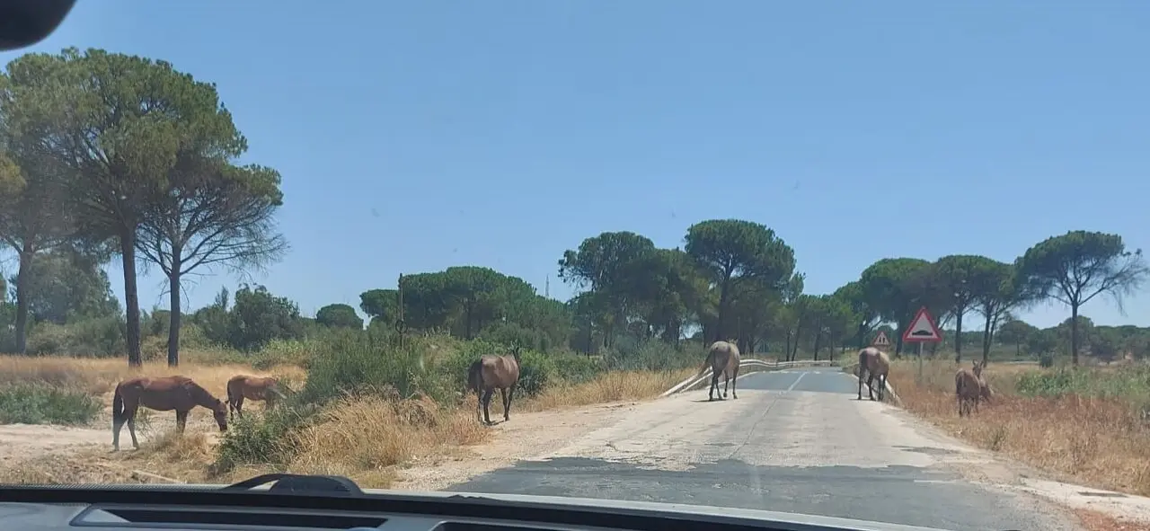 Caballos sueltos en una carretera