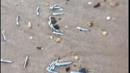 Boquerones acumulados en Matalasca&ntilde;as. Fuente: Tiktok de joselubbk