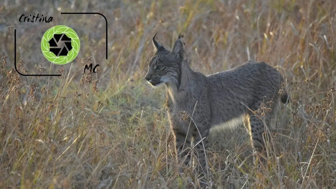 Lince ib&eacute;rico visto en visita guiada. Fuente: Cristina M&eacute;ndez