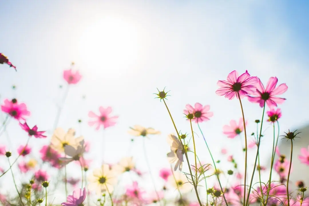  El lenguaje de las flores: lo que los ramos dicen sobre nuestros sentimientos 
