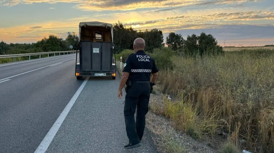 Retiran una borrega suelta en la carretera hacia Rociana. Fuente: Polic&iacute;a Local de Almonte