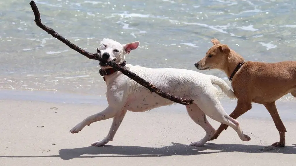 Perros en la playa. Imagen de archivo