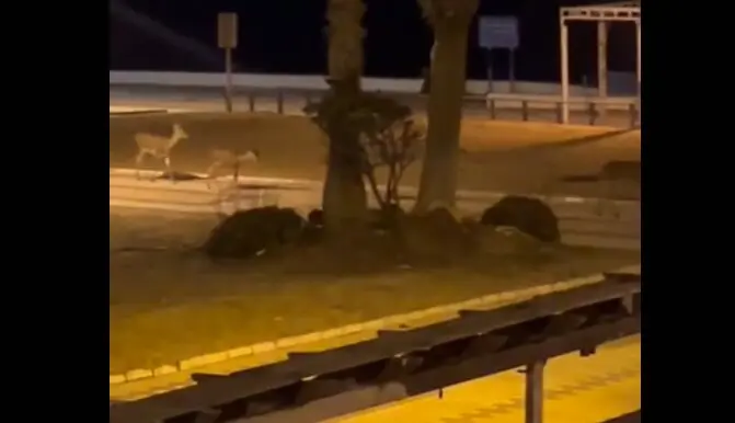 Ciervos por el paseo mar&iacute;timo de Matalasca&ntilde;as. Fuente: Tiktok de unlugarllamadodescanso