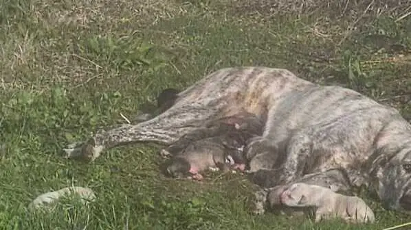 La mam&aacute; y sus cachorros abandonados. Fuente: Facebook de Pilar Gama Santiago