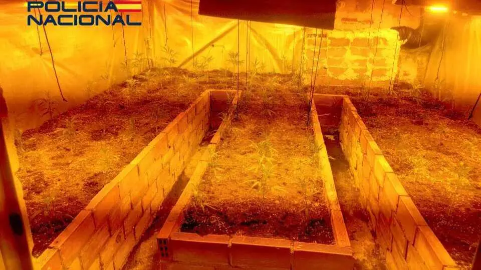 La Polic&iacute;a Nacional desmantela una plantaci&oacute;n interior de marihuana. Fuente: Polic&iacute;a Nacional