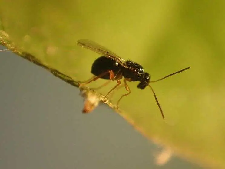 Avispilla del casta&ntilde;o 1