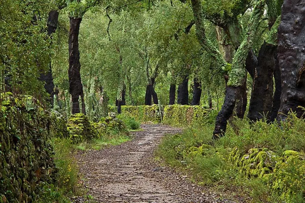 camino alcornoques
