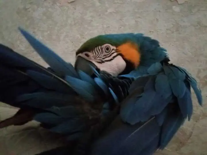 Currito, guacamayo perdido en Santa Olalla del Cala