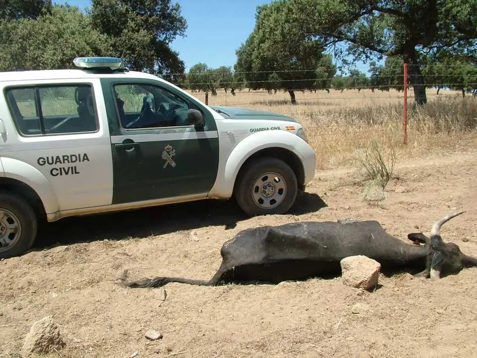 Una de las vacas muertas