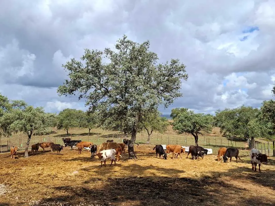 vacas capeas Cumbres Mayores 1
