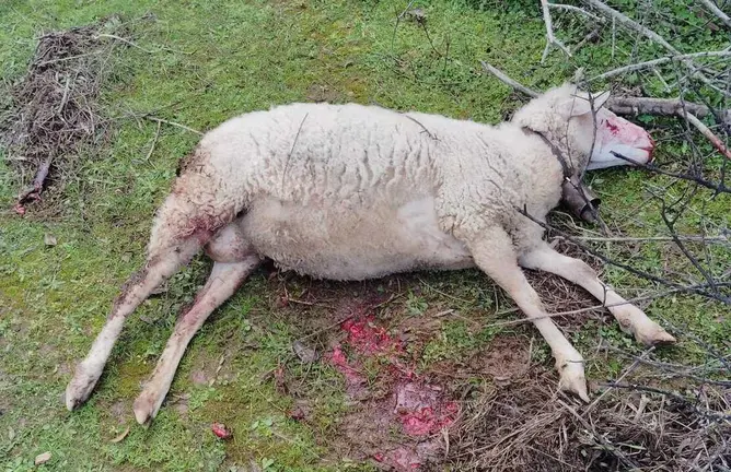 Una oveja muerta tras ser atacada
