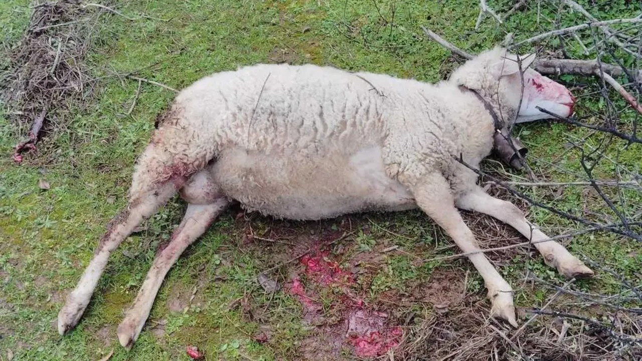 Una oveja muerta tras ser atacada