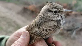 Cogujada (galerida cristata) recuperada por las ecologistas