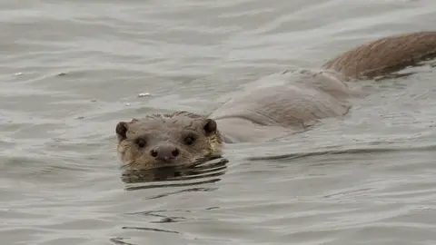 Nutria. Imagen de archivo
