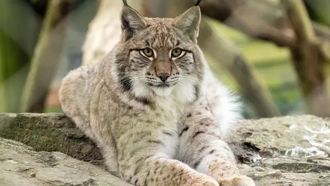 El lince ib&eacute;rico deja de estar en riesgo de extinci&oacute;n. Fuente: Imagen de archivo