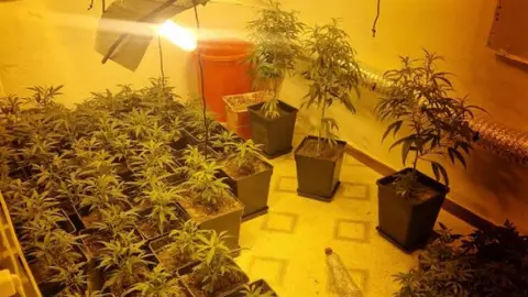 Plantaci&oacute;n de marihuana | Archivo