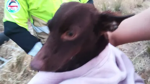 perro rescatado en villablanca