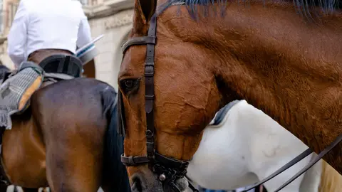 caballo portadacomp